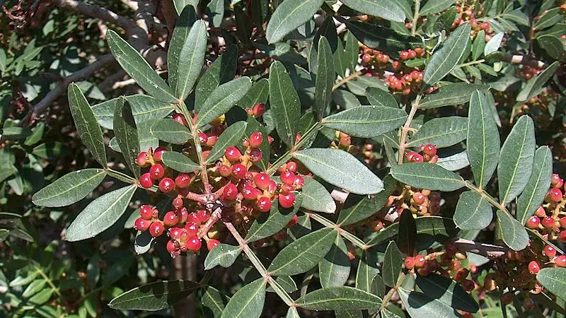 Pianta Di Lentisco (Pistacia Lentiscus) In Vaso 24 Cm - Sempreverde Per Esterni