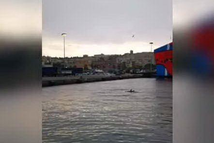 Lo spettacolo dei delfini al porto di Cagliari
