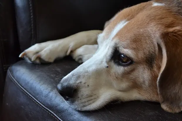 Chiude il cane nel bagagliaio per un giorno, denunciato a Pisa (foto simbolo Ansa)