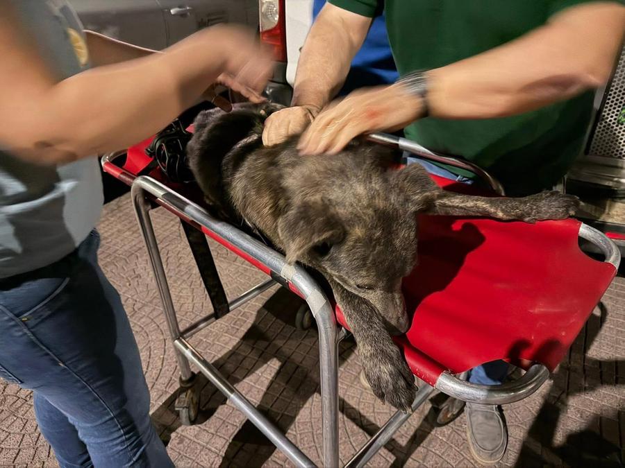 Scano Montiferro, cane colpito con una fucilata alla testa e