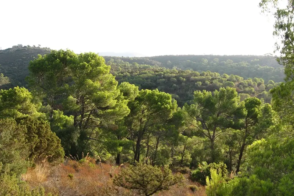 La pinea di Sinnai