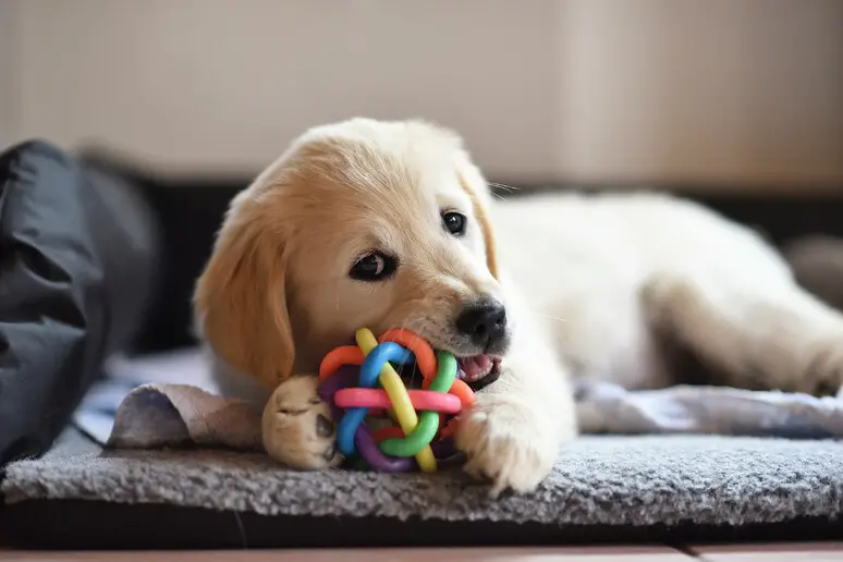 Un cane (Ansa)