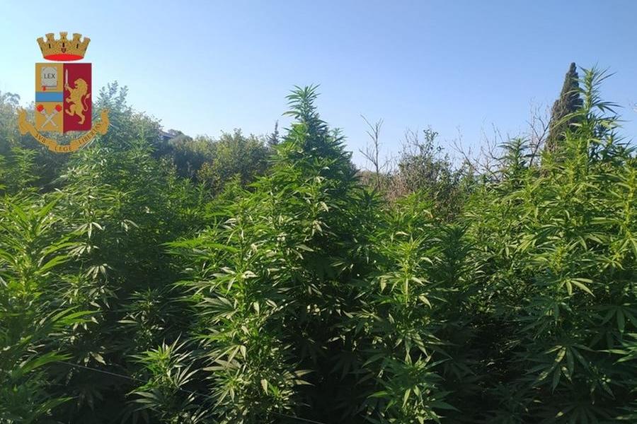 A Quartu una maxi piantagione di cannabis: due persone in manette