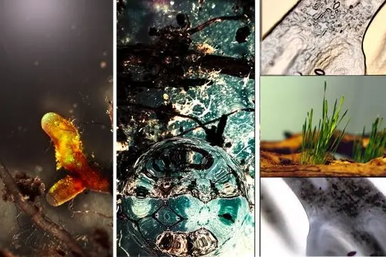 L'installazione ambientale video "Life" (foto concessa)