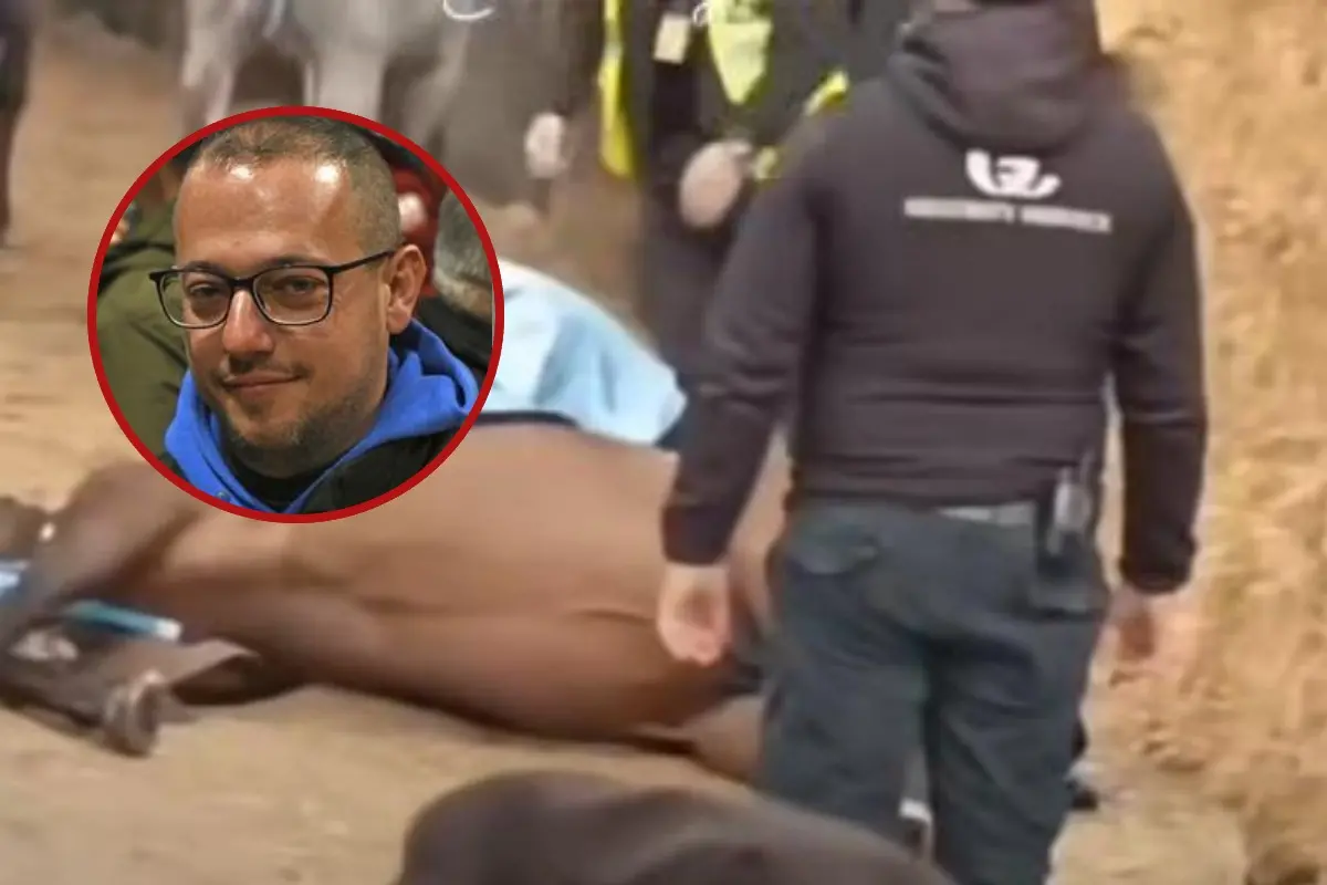 Die Stute, in der Box, der Besitzer