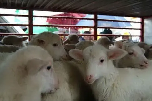 In Sardegna, a Pasqua, 7 su 10 mangeranno agnello
