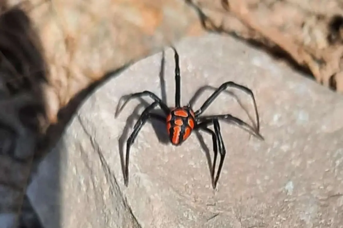 S'argia trovata a Esterzili
