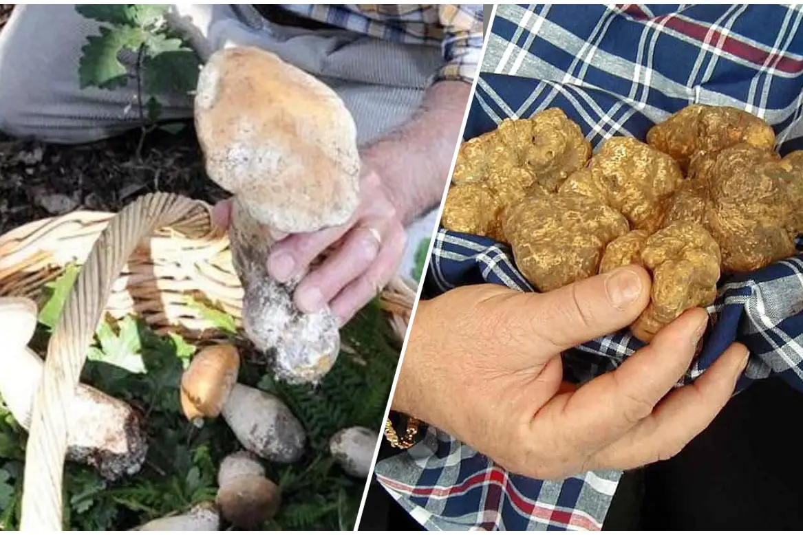 Leggi su funghi e tartufi all'ordine del giorno dei lavori del consiglio regionale (L'Unione Sarda)