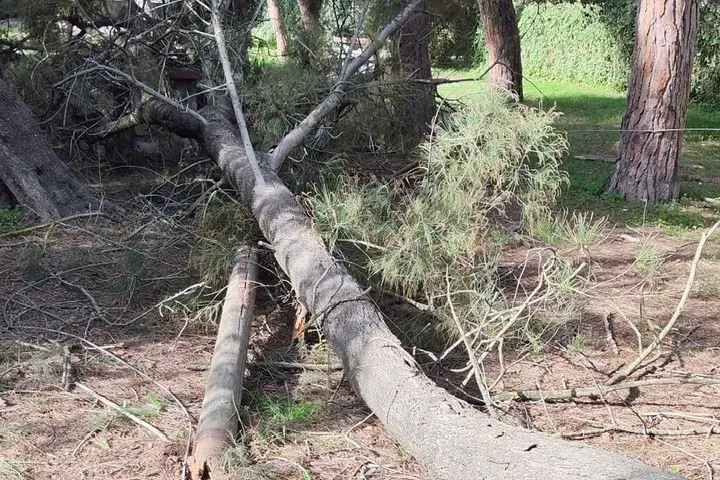 L'albero caduto nel parco comunale 'Rolandi'