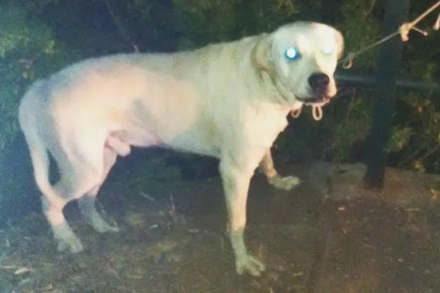 Il cane legato
