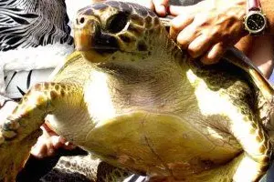 Una tartaruga marina