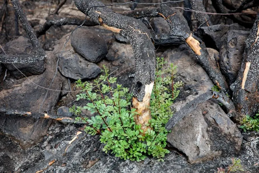 Timidi cespugli rinascono in mezzo ai rami secchi degli alberi distrutti dal fuoco (foto N. P.)