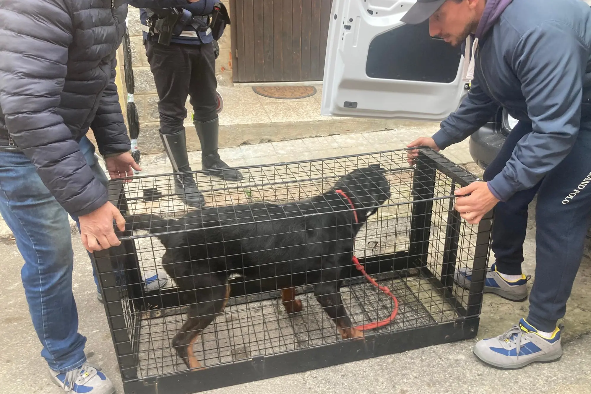 Asia, uno dei cani soccorsi dal servizio Asl (fotoPala)