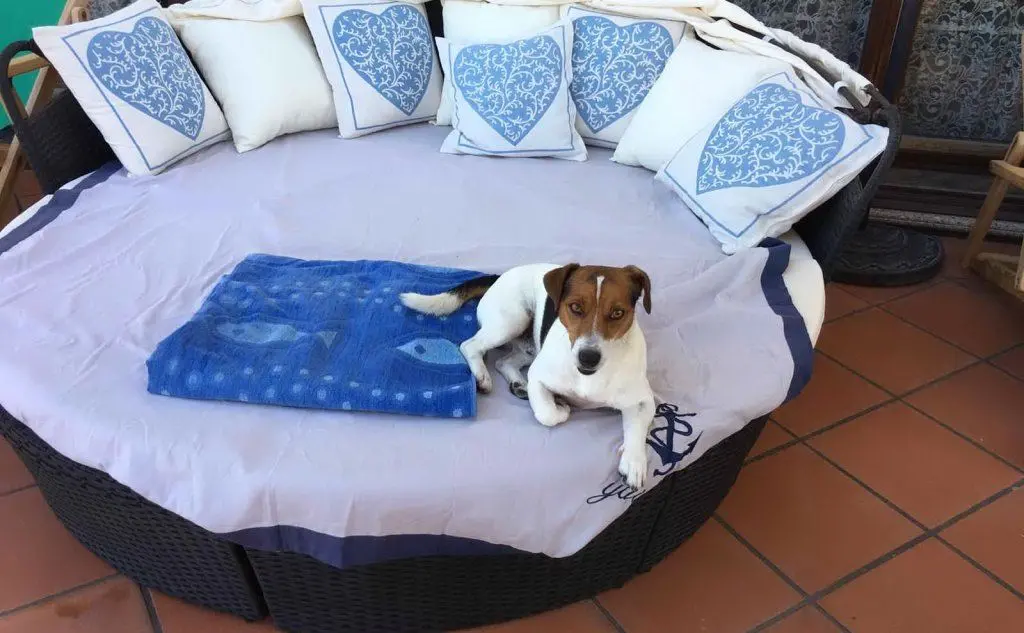 Zack, di Iole Mulas, a Capitana (Quartu)