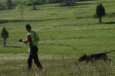 Il cane che ha ritrovato il bambino