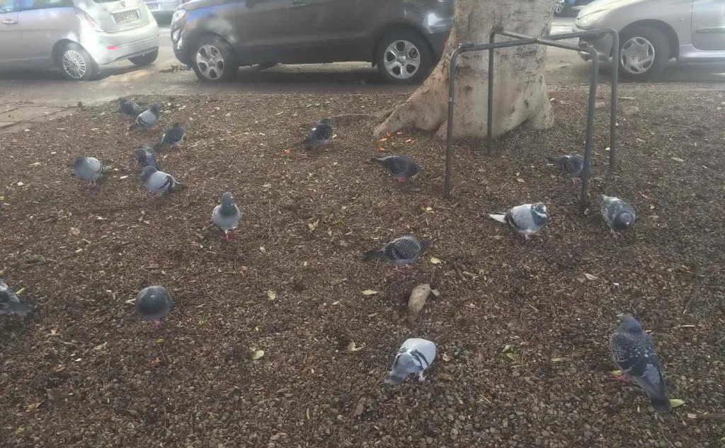 La colonia di piccioni di via Cino da Pistoia (foto Marcello Cocco)