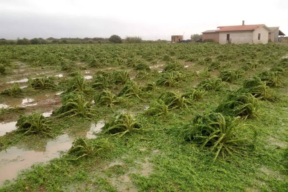 Campi di carciofi distrutti dal maltempo sull'Isola (foto da Coldiretti)
