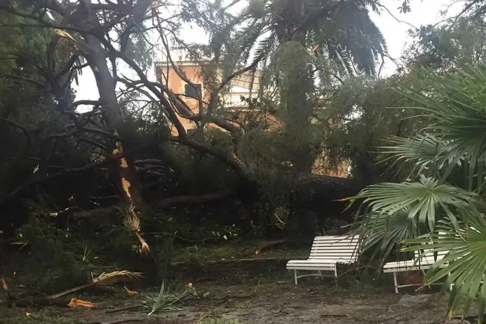 Alberi caduti a Genova per il maltempo (foto Twitter)
