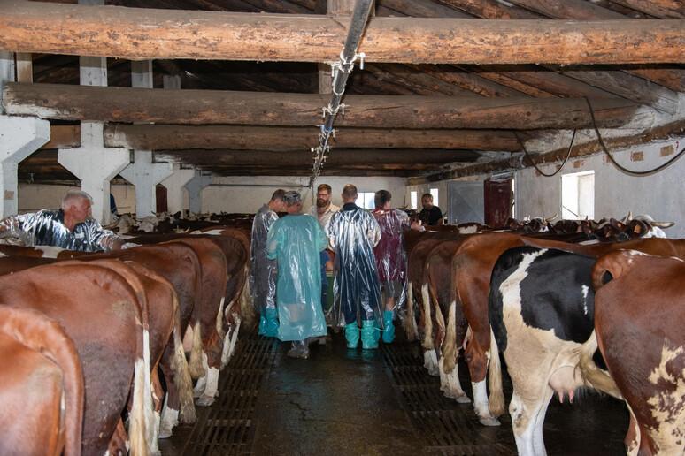 Dermatite bovina nel Sarrabus: i primi controlli della ASL rassicurano gli allevatori