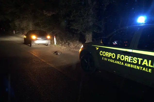 Un incidente causato da un cinghiale  (L'Unione Sarda)
