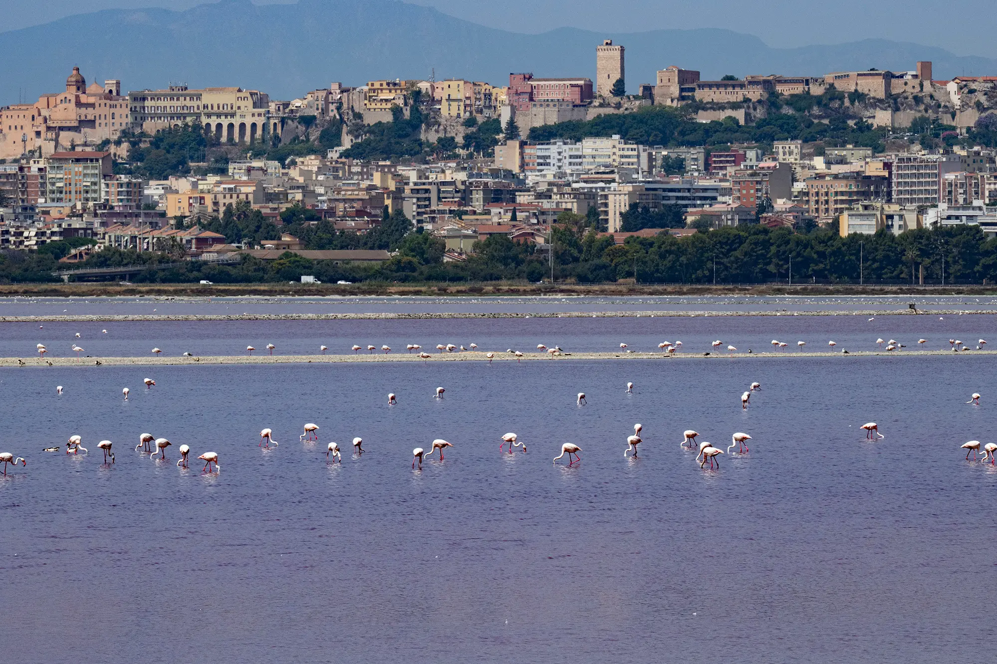 Cagliari 15 giugno 2025 - Fenicotteri e pulli Nuovi nati nel parco di Molentargius- S. Anedda Endrich