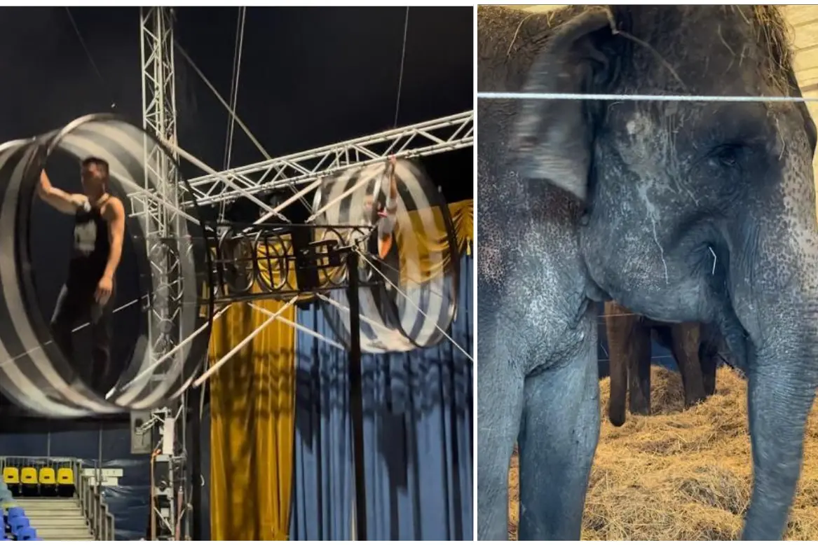 Akrobatik auf dem Todesrad und ein Elefant aus dem Zirkus Rinaldo Orfei (Lo. Pi.)