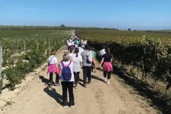 Camminata tra gli olivi a Ittiri (foto concessa)