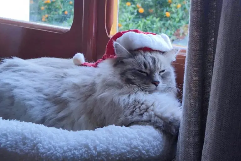 Buon Natale da Ice (Zappaioni, Gonnosfanadiga)