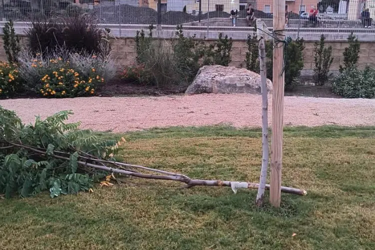 Le piante danneggiate nel parco a Olmedo (foto concessa)