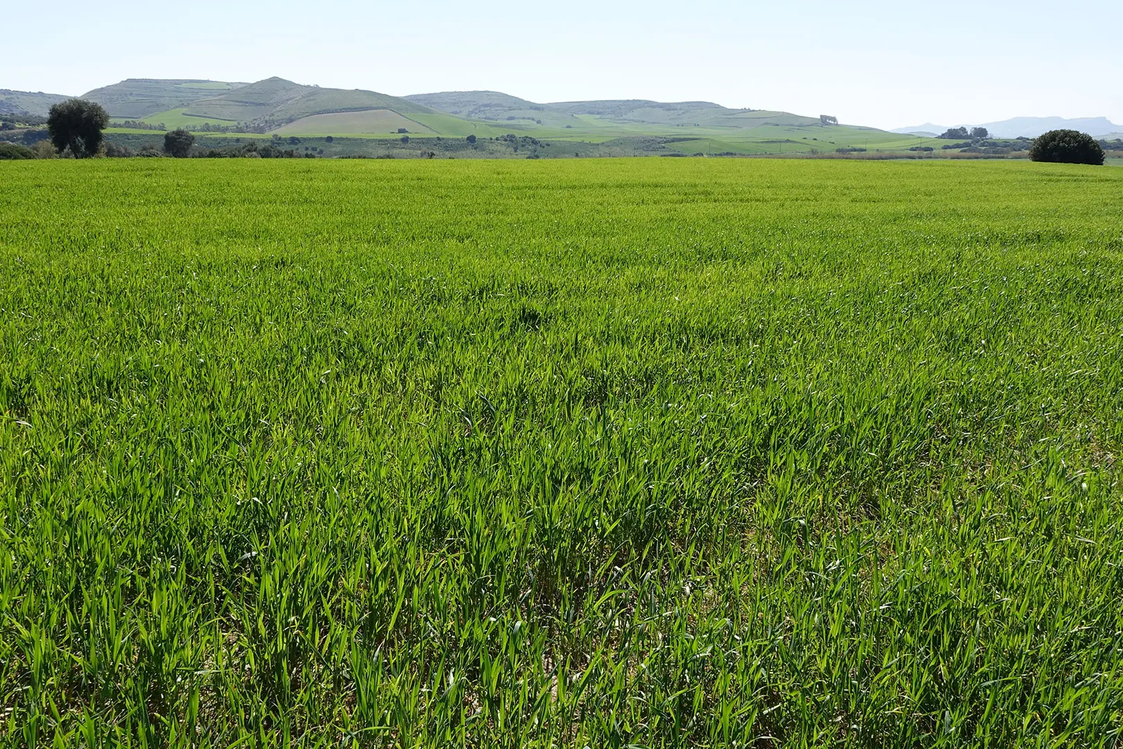 Agricoltura, nuovo prezzario di macchine e attrezzature (foto simbolo - Ras)
