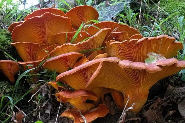 I funghi che hanno causato l'intossicazione