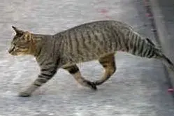 UN GATTO - FOTO SIMBOLO