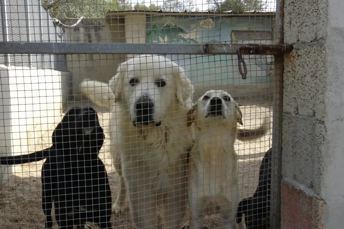 Tre dei cani che vivono nel canile (foto Pinna)
