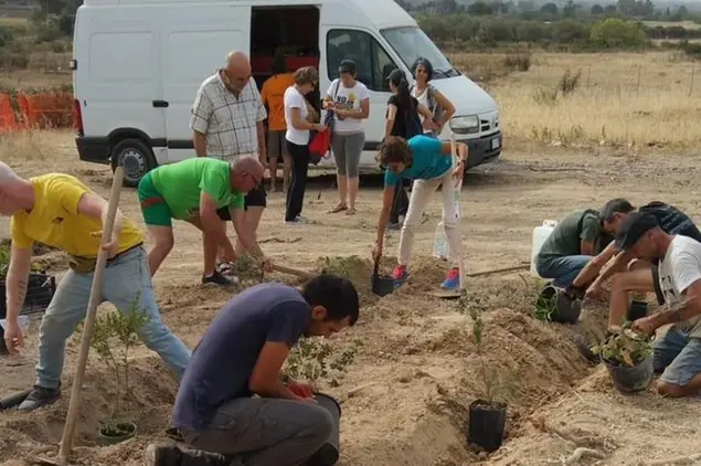 I manifestanti ripiantano gli ulivi a Su Pardu, nel punto esatto in cui Terna li aveva espiantati (L'Unione Sarda)