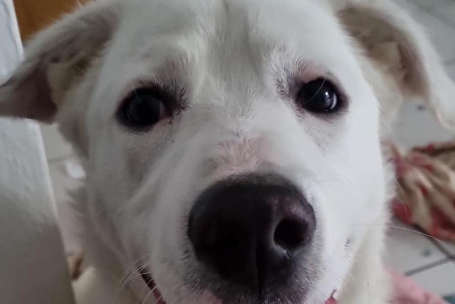 Cenerino, il cucciolo salvato dai roghi del Montiferru: per lui una nuova vita