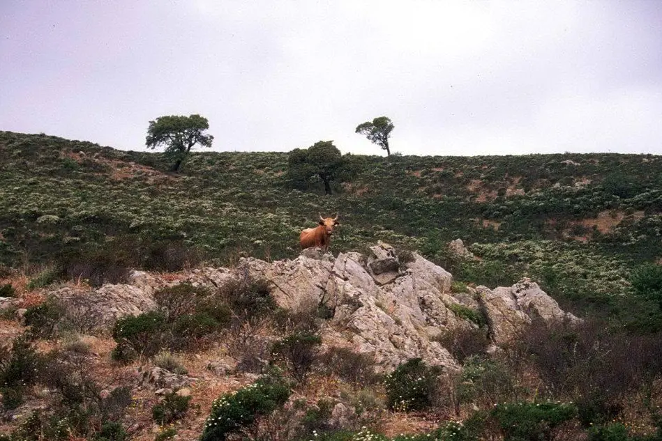 Vista sul Golgo di Baunei
