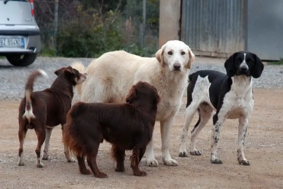 Cani randagi in una foto d'archivio