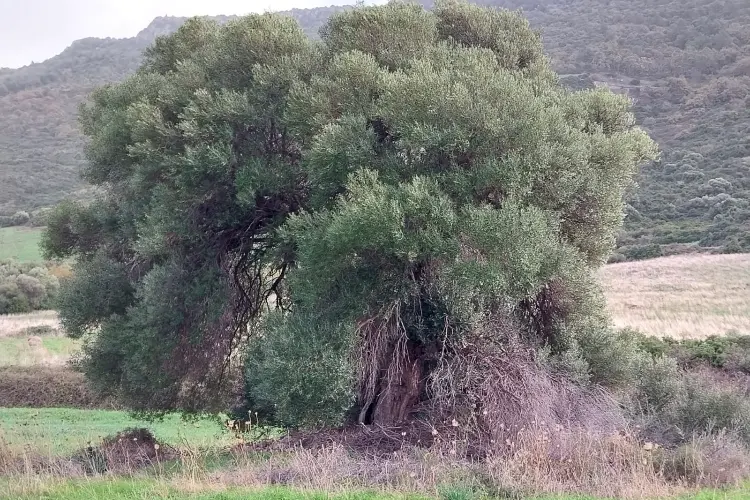 Uno degli alberi monumentali a Castelsardo (foto concessa)