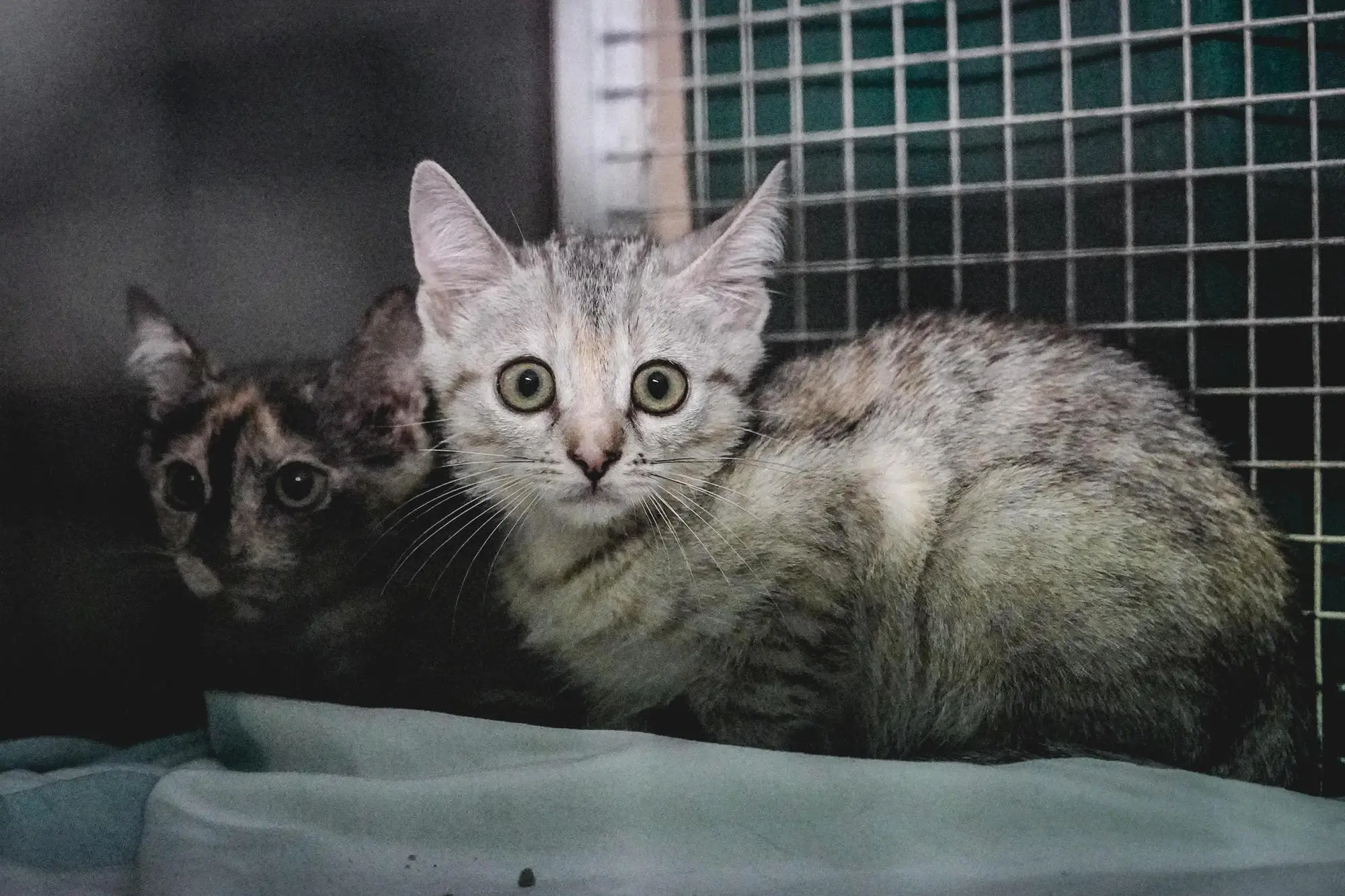 Due gatti ospiti del Canile rifugio della Città in strada Cuorgnè. Torino 20 agosto 2025 ANSA/TINO ROMANO (generica, simbolica, cane, gatto, canile, gattile, cucciolo)