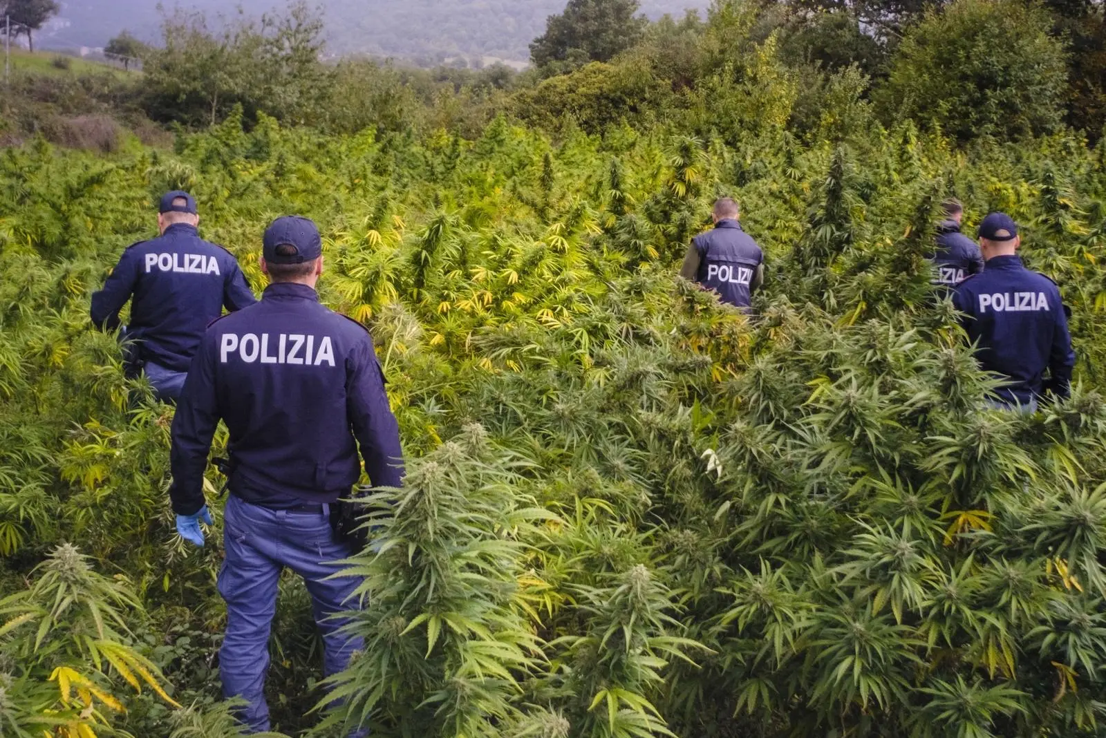 Polizia in una piantagione di marijuana