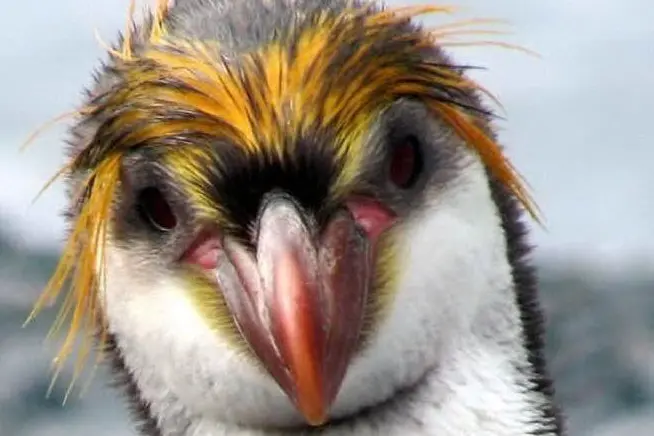 Un pinguino (foto da pinterest)