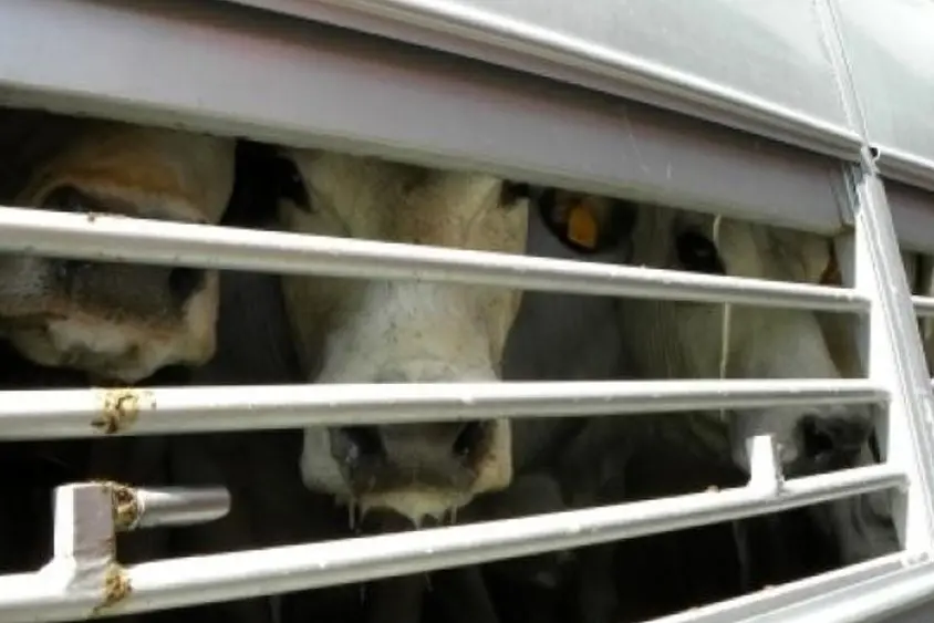 Scappa dalla stradale con il camion  carico di bovini (L'Unione Sarda)