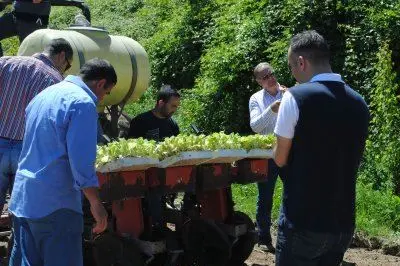 La messa a dimora delle piantine di tabacco a Nurchis
