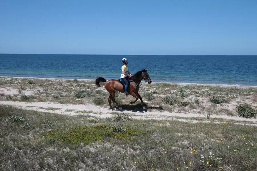 Cavalli in gara lungo la spiaggia di Arborea (foto Horse Country)