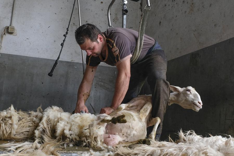 In Sardegna si rinnova il rito della tosatura delle pecore