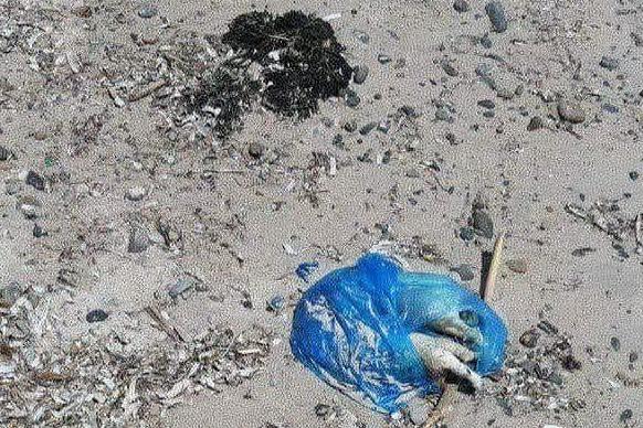Quartu, tre cuccioli morti abbandonati in spiaggia