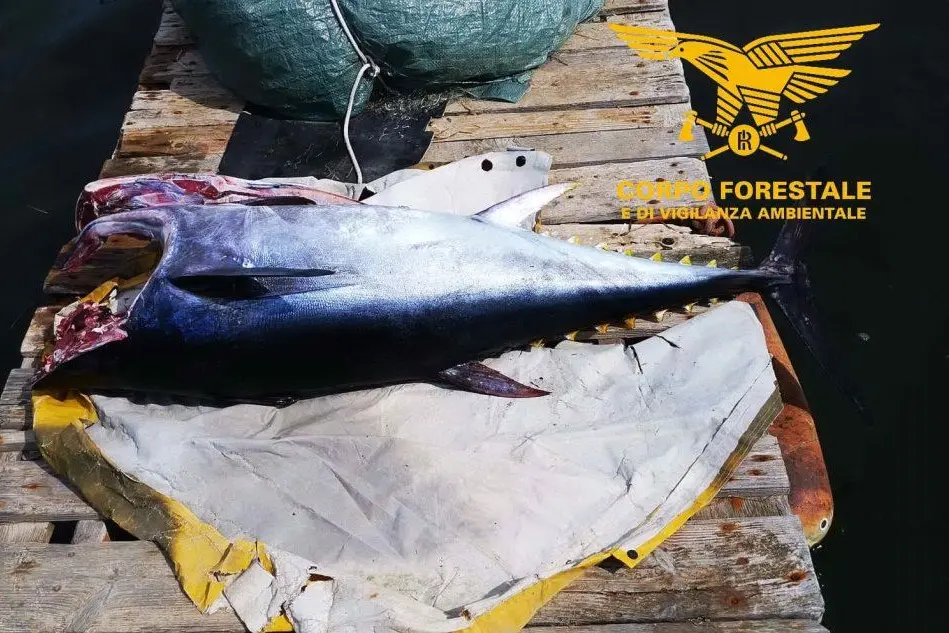 Il tonno sequestrato (foto Corpo forestale)
