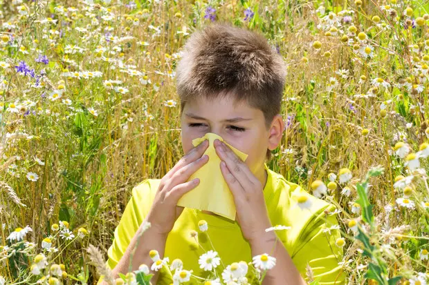 Pollini e allergie (immagine simbolo, foto Ansa)