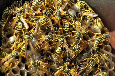 Un nido di vespe