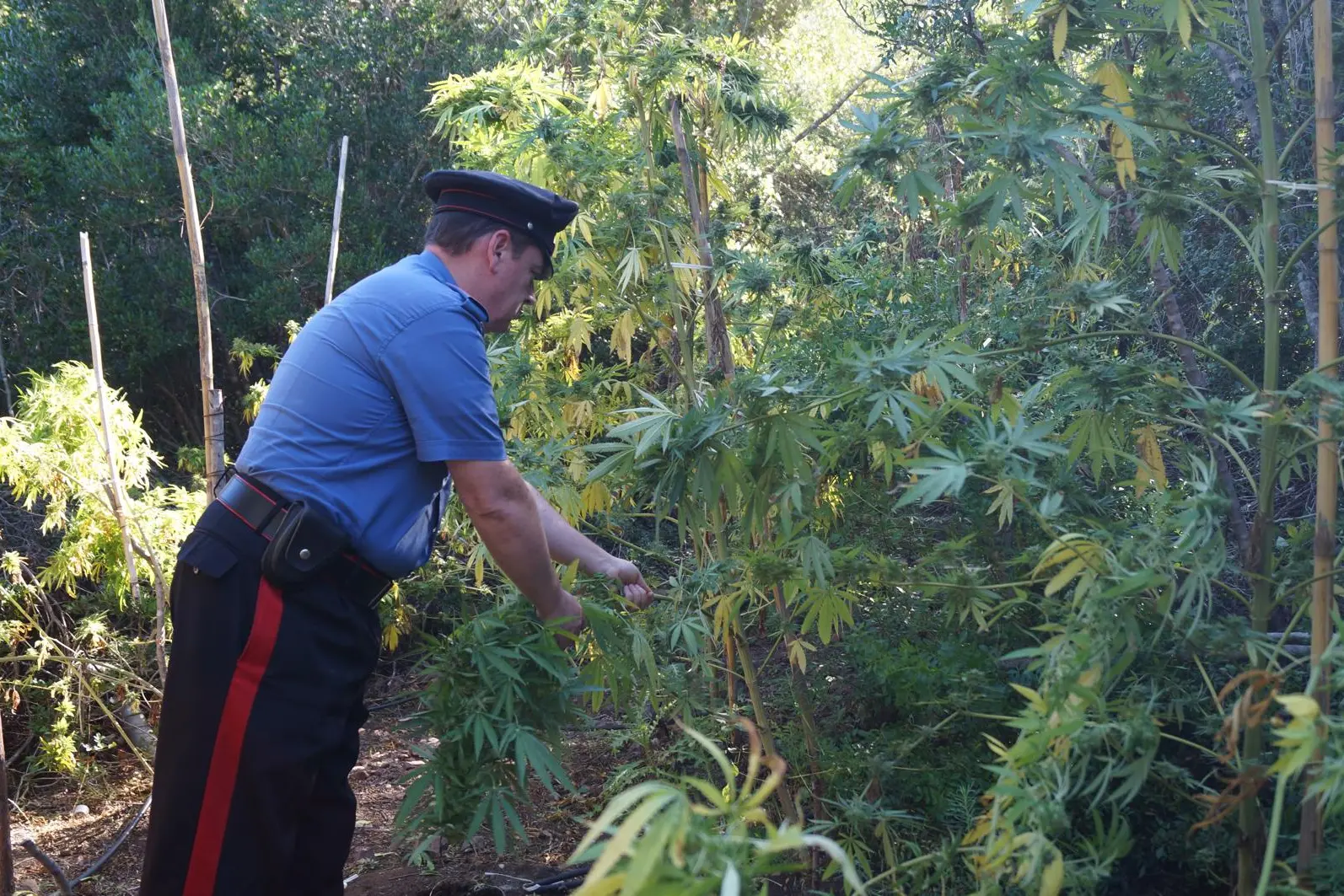 Tortolì, le piante di marijuana scoperte dai carabinieri